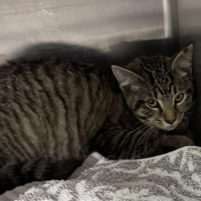 Enlarge Humphrey, a Adoptable Domestic Short Hair in Pocono Summit, PA image 3/5