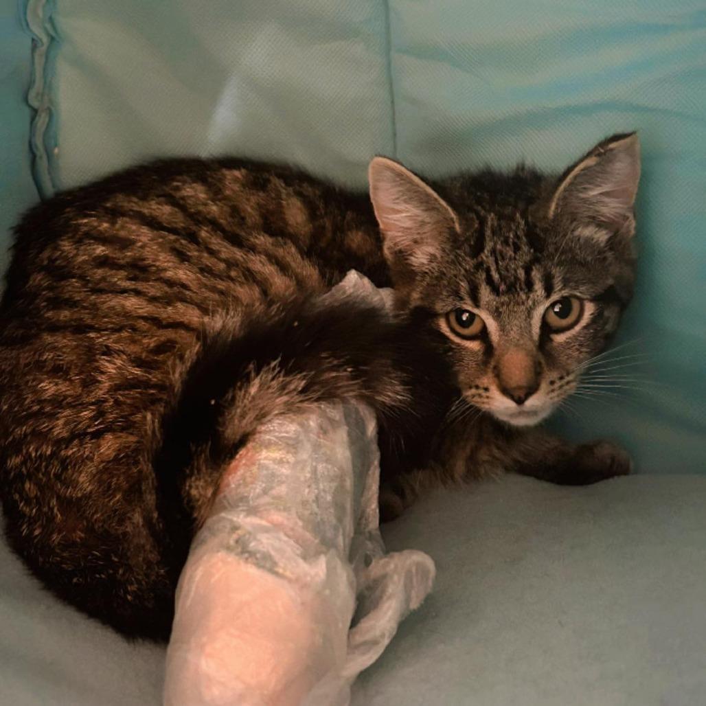 Enlarge Humphrey, a Adoptable Domestic Short Hair in Pocono Summit, PA image 4/5