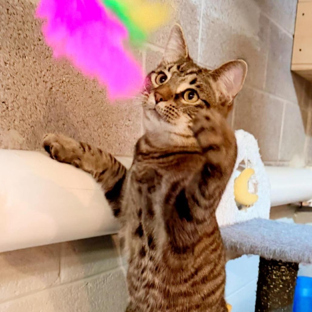 Enlarge Humphrey, a Adoptable Domestic Short Hair in Pocono Summit, PA image 5/5