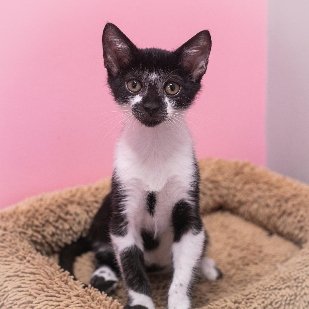 Enlarge Tully, a Adoptable mixed breed in Ponte Vedra, FL image 1/4