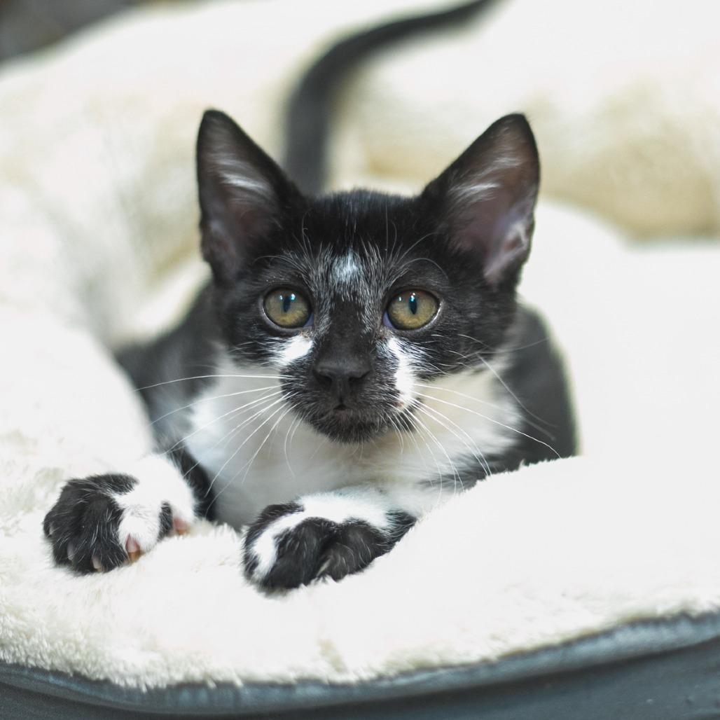Enlarge Tully, a Adoptable mixed breed in Ponte Vedra, FL image 2/4
