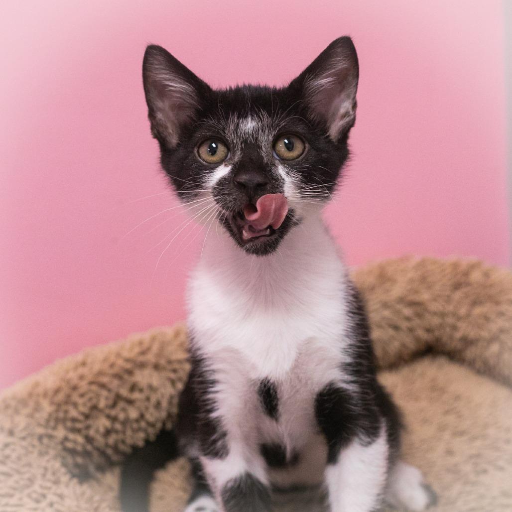 Enlarge Tully, a Adoptable mixed breed in Ponte Vedra, FL image 3/4