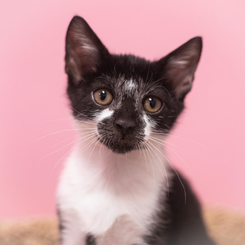Enlarge Tully, a Adoptable mixed breed in Ponte Vedra, FL image 4/4