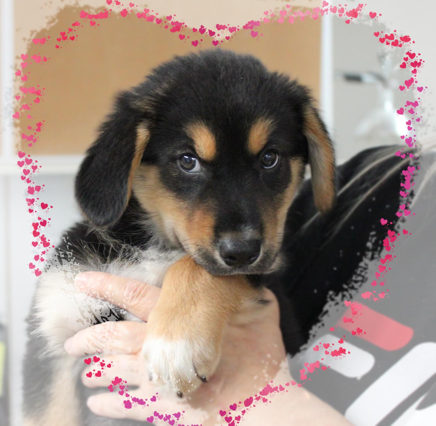 Remi, Baby Male unknown