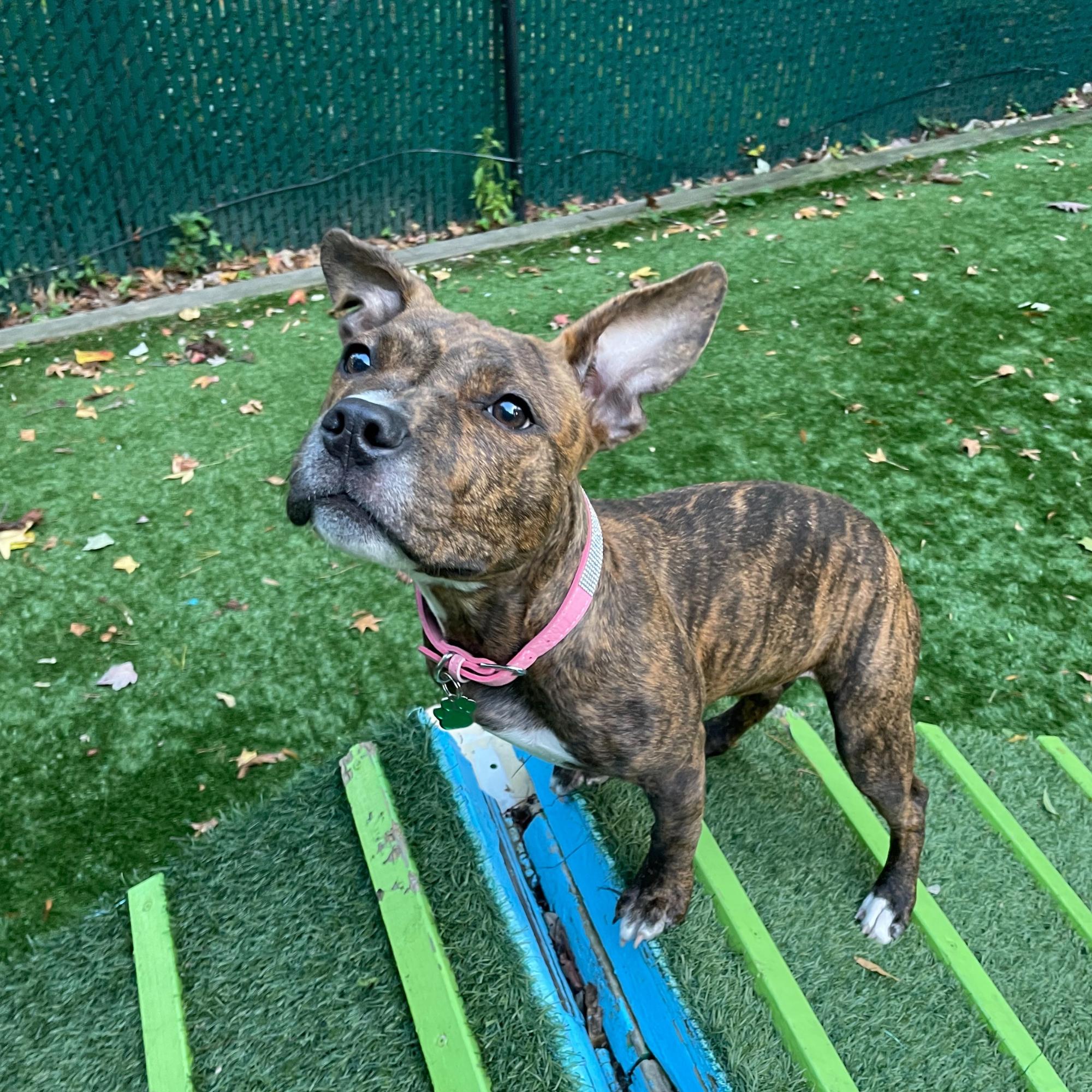 Enlarge Bugs, a Adoptable Pit Bull Terrier in Greenbelt, MD image 3/5