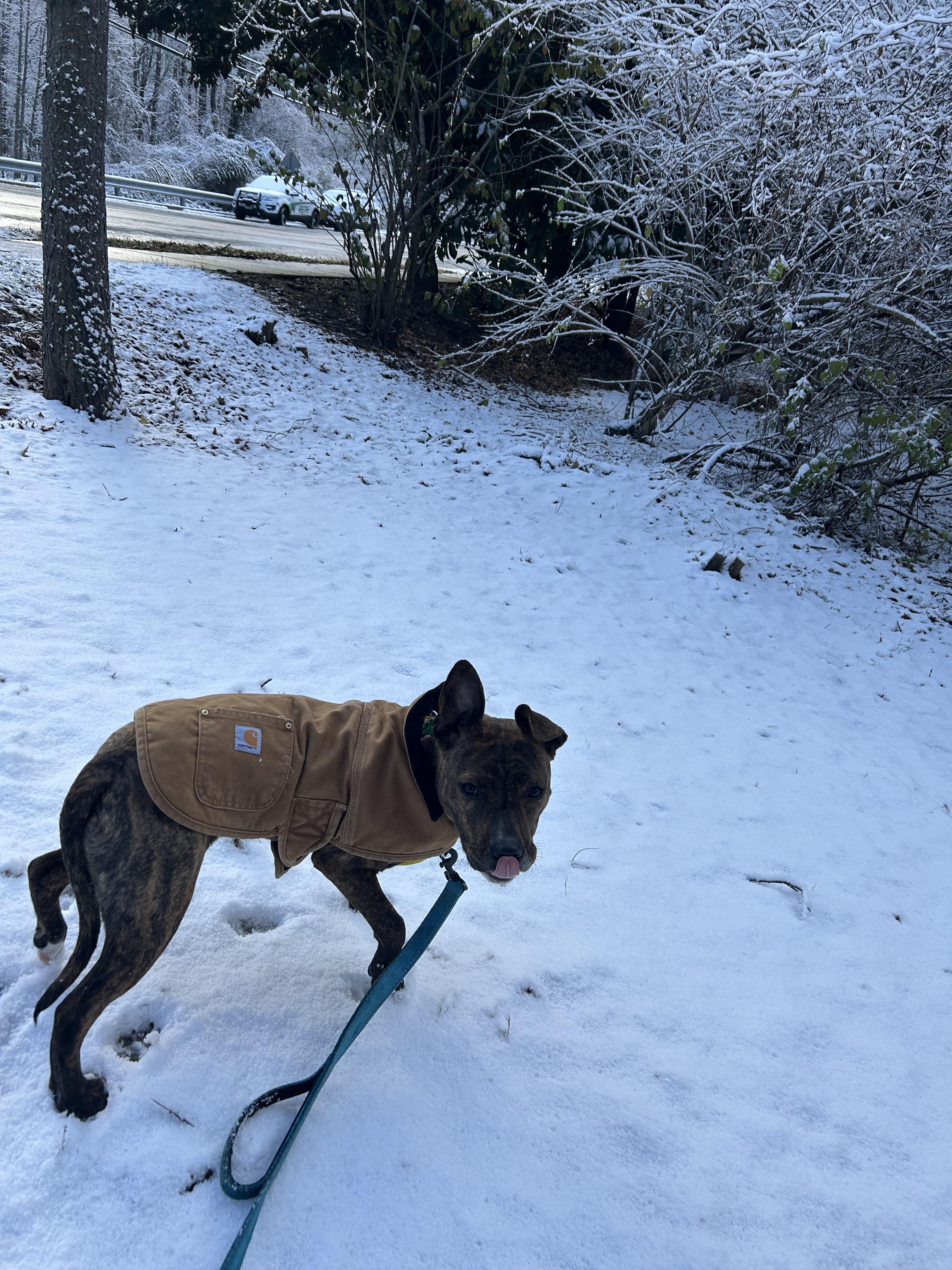Enlarge Bugs, a Adoptable Pit Bull Terrier in Greenbelt, MD image 2/5