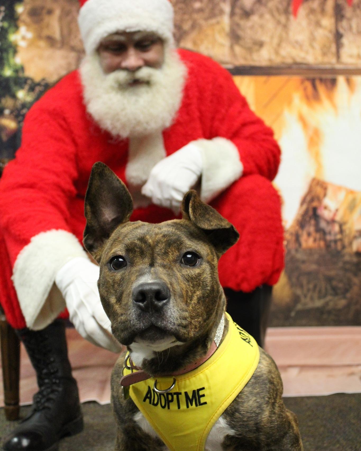 Bugs, Adoptable, Young Female Pit Bull Terrier.