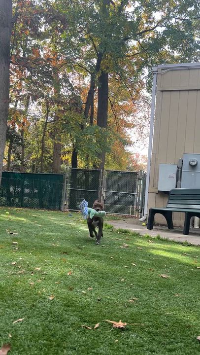 Enlarge Bugs, a Adoptable Pit Bull Terrier in Greenbelt, MD video 5/5