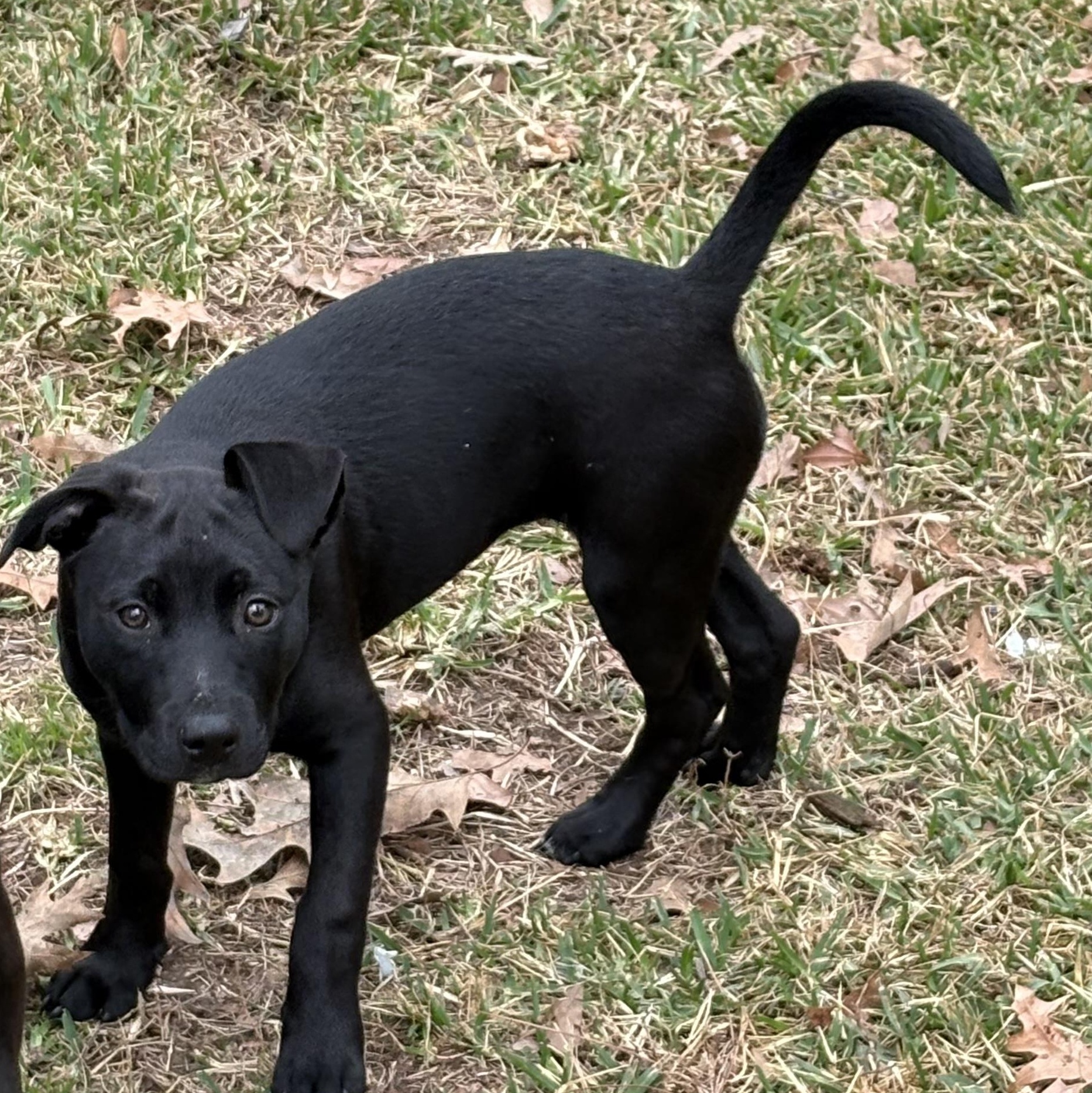 Aurora — thumbnail 2