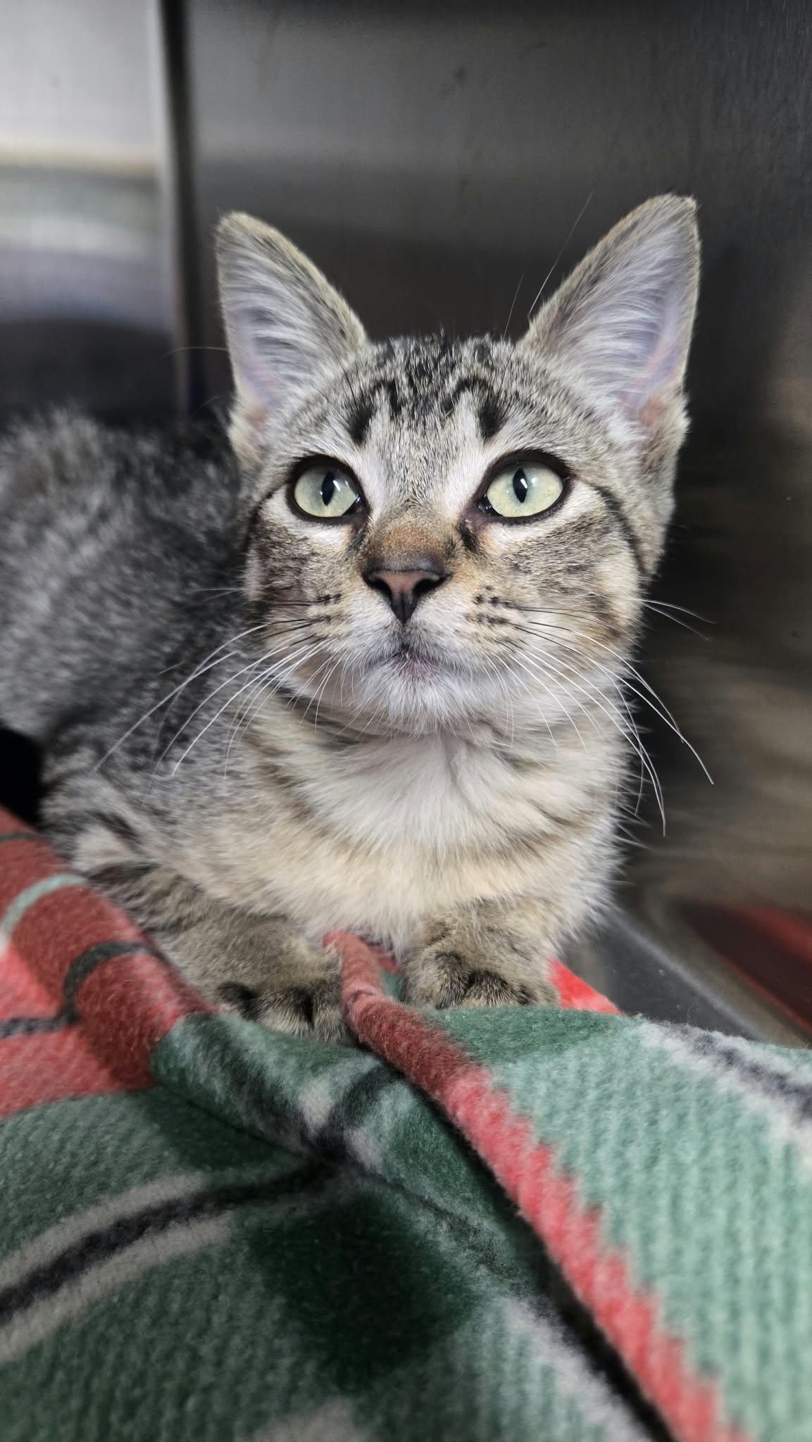 Enlarge Peaches Ann, a Adoptable Domestic Short Hair in Martinsville, IN image 1/2