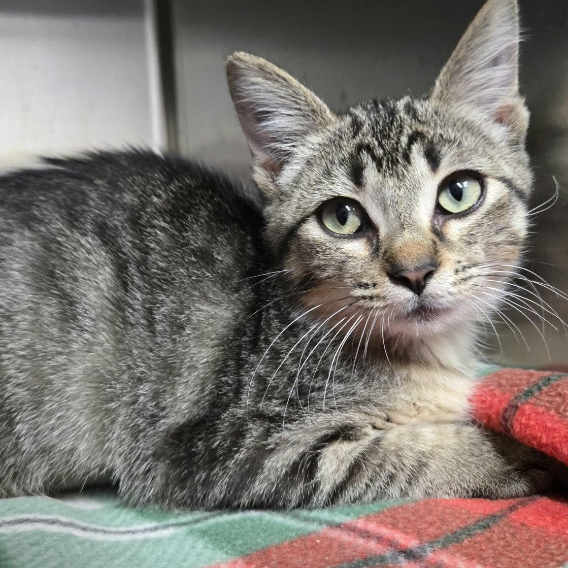 Enlarge Peaches Ann, a Adoptable Domestic Short Hair in Martinsville, IN image 2/2