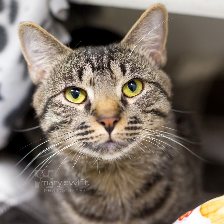 Enlarge Kia, a Adopted Domestic Short Hair in Reisterstown, MD image 2/2