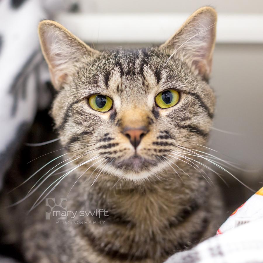 Kia, Adopted, Young Male Domestic Short Hair.