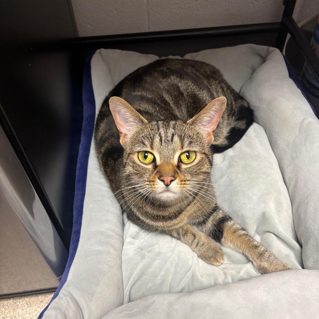 Toast, a Adoptable Domestic Short Hair in Evansville, IN image 1/6
