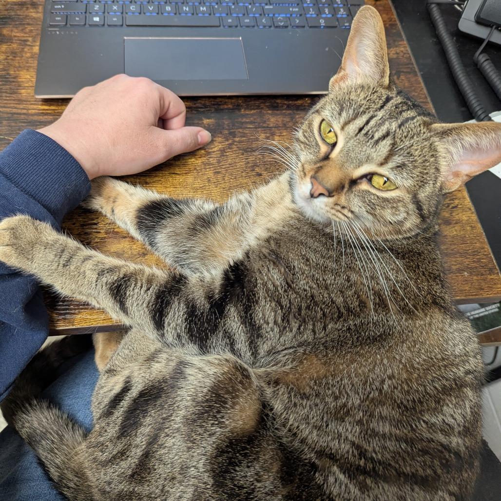 Toast, a Adoptable Domestic Short Hair in Evansville, IN image 1/6