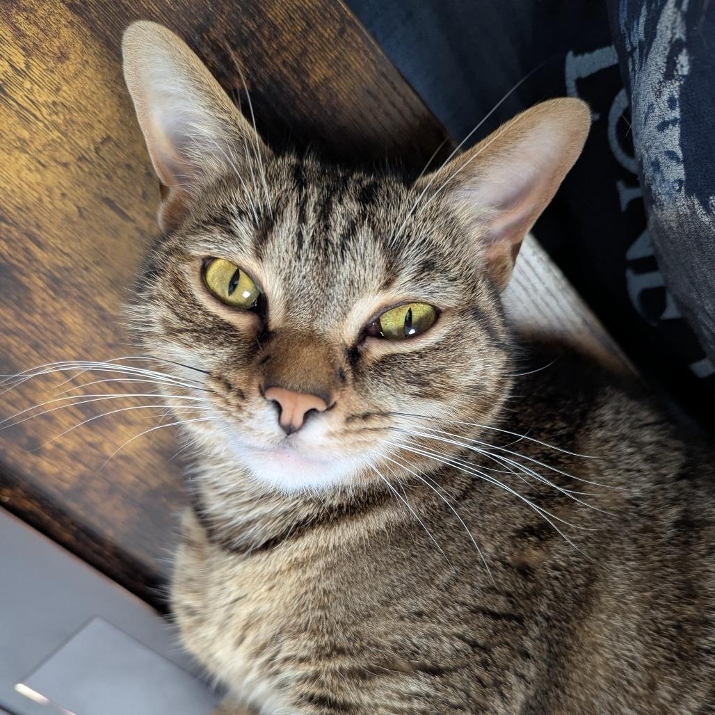 Toast, a Adoptable Domestic Short Hair in Evansville, IN image 2/6