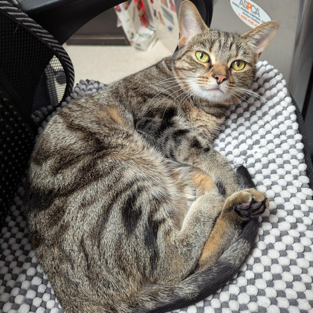 Enlarge Toast, a Adoptable Domestic Short Hair in Evansville, IN image 3/6