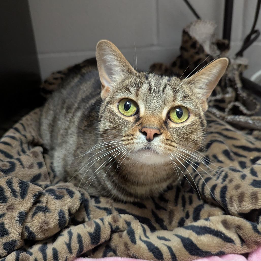 Toast, a Adoptable Domestic Short Hair in Evansville, IN image 3/6