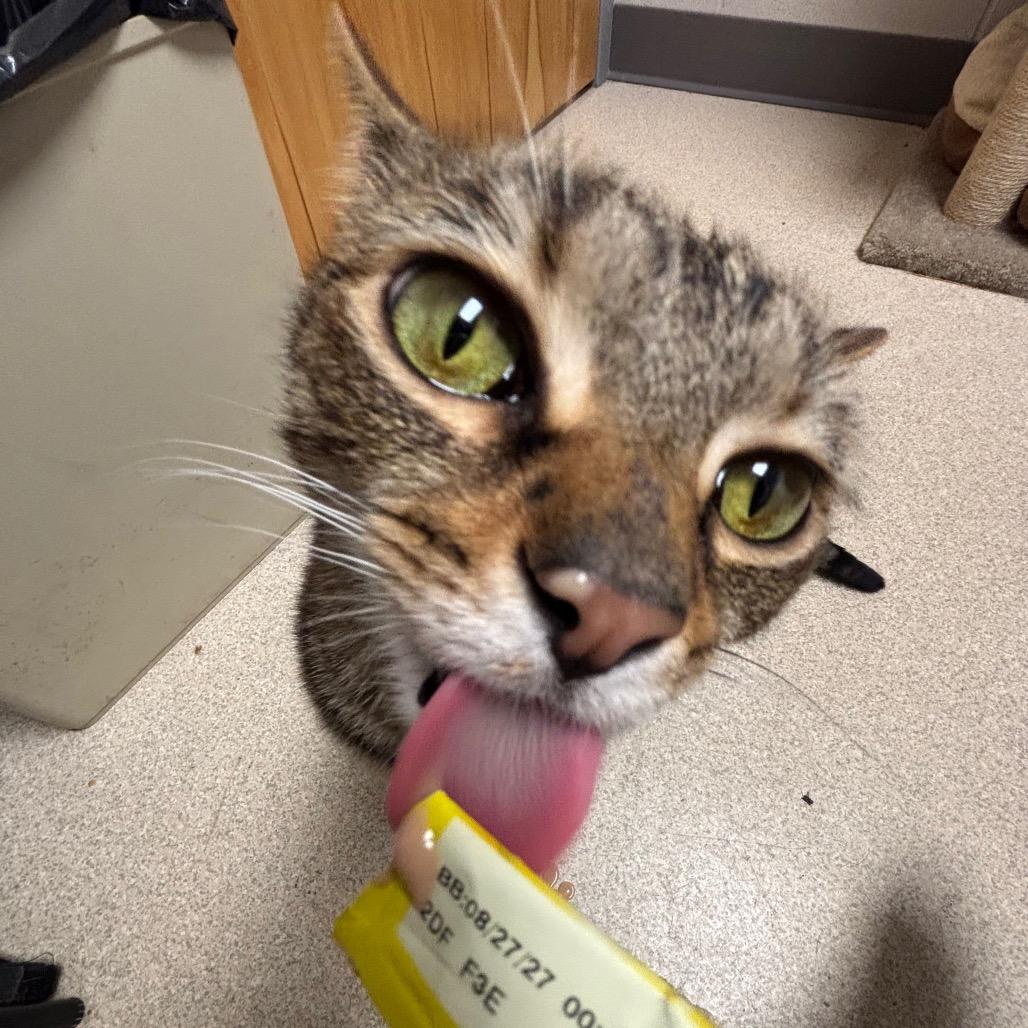 Enlarge Toast, a Adoptable Domestic Short Hair in Evansville, IN image 5/6