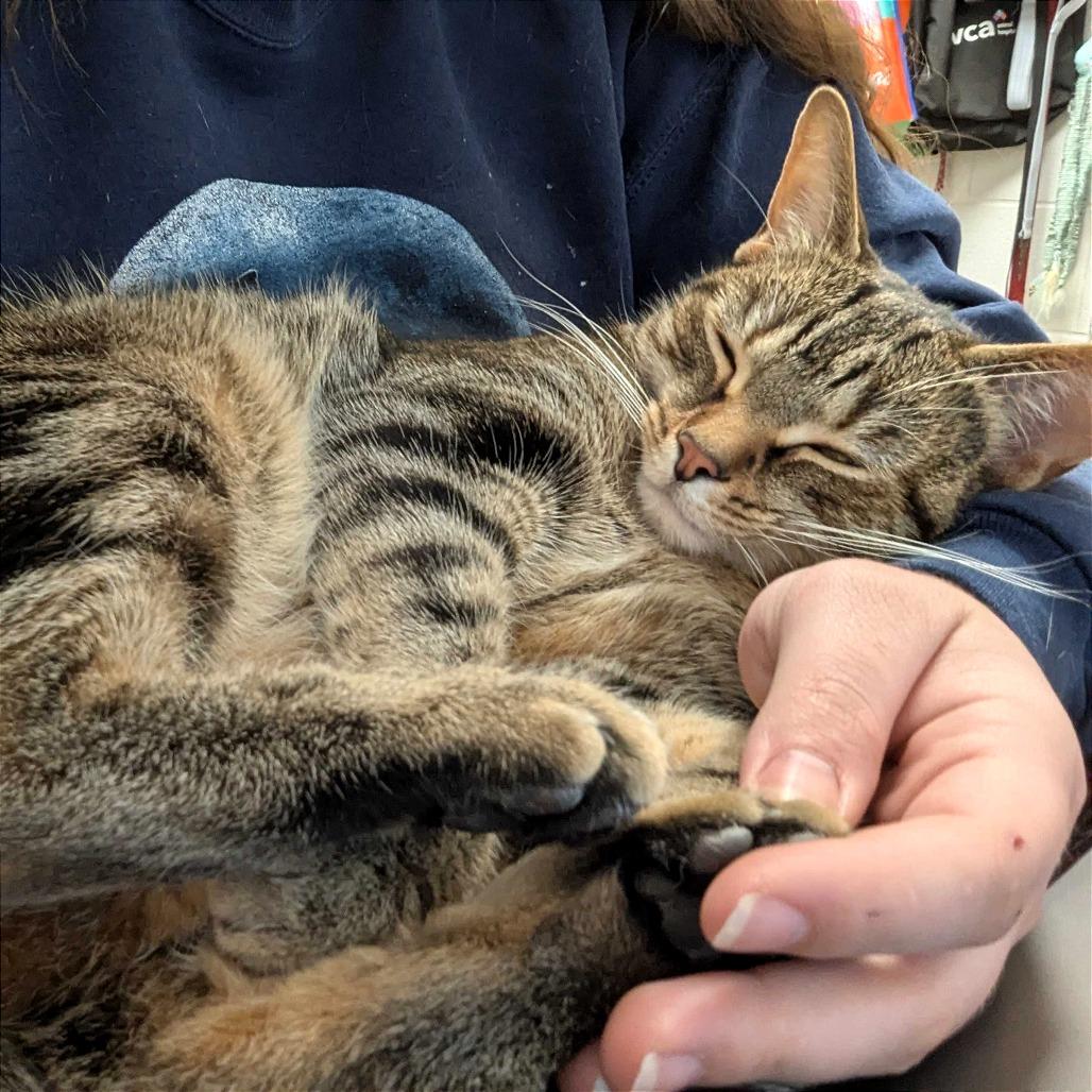 Toast, a Adoptable Domestic Short Hair in Evansville, IN image 4/6