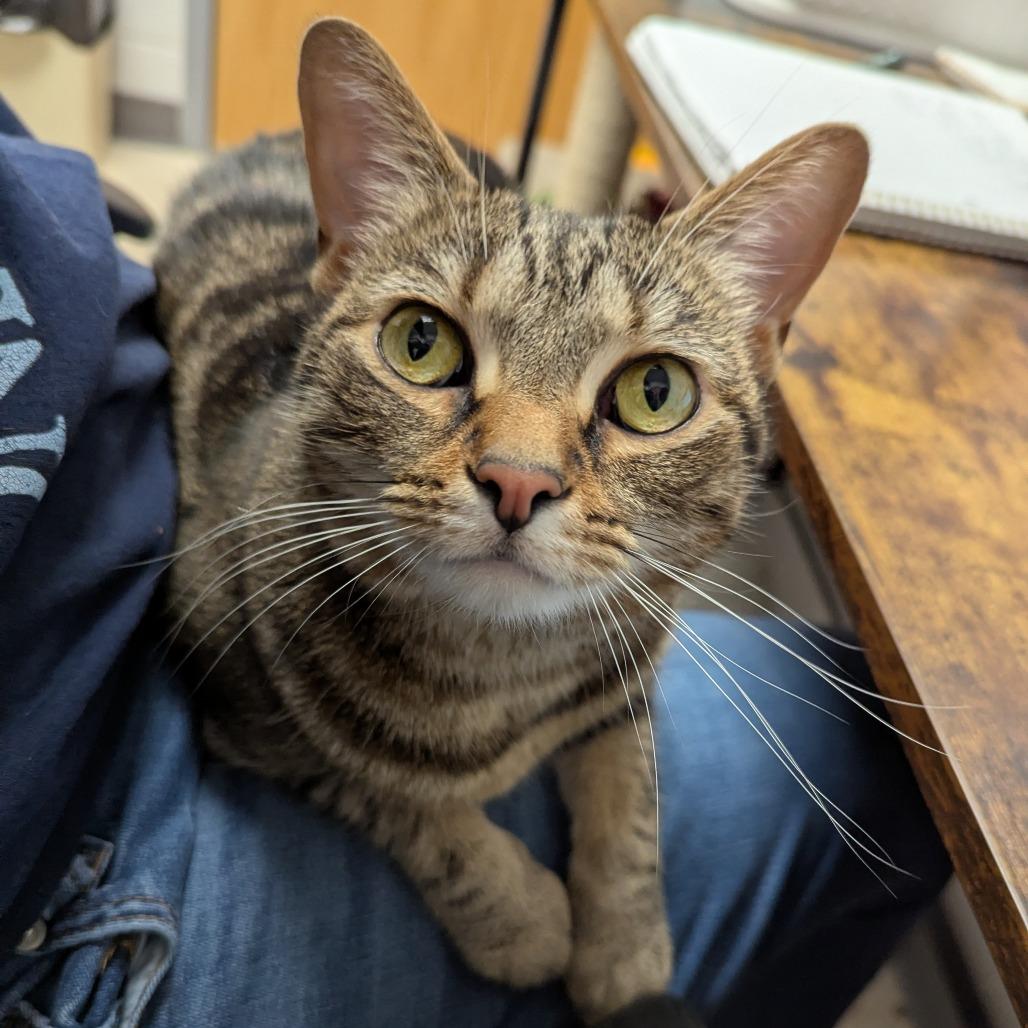 Toast, a Adoptable Domestic Short Hair in Evansville, IN image 5/6
