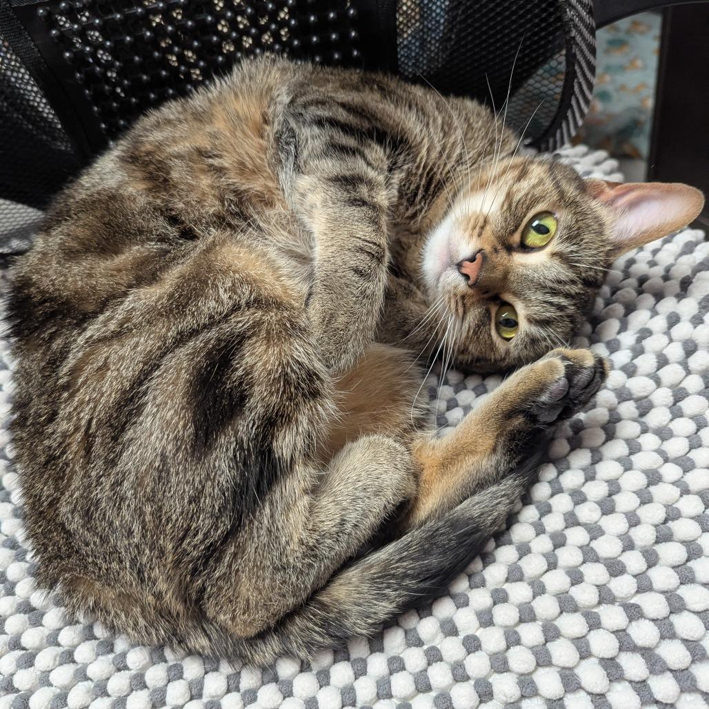 Toast, a Adoptable Domestic Short Hair in Evansville, IN image 6/6
