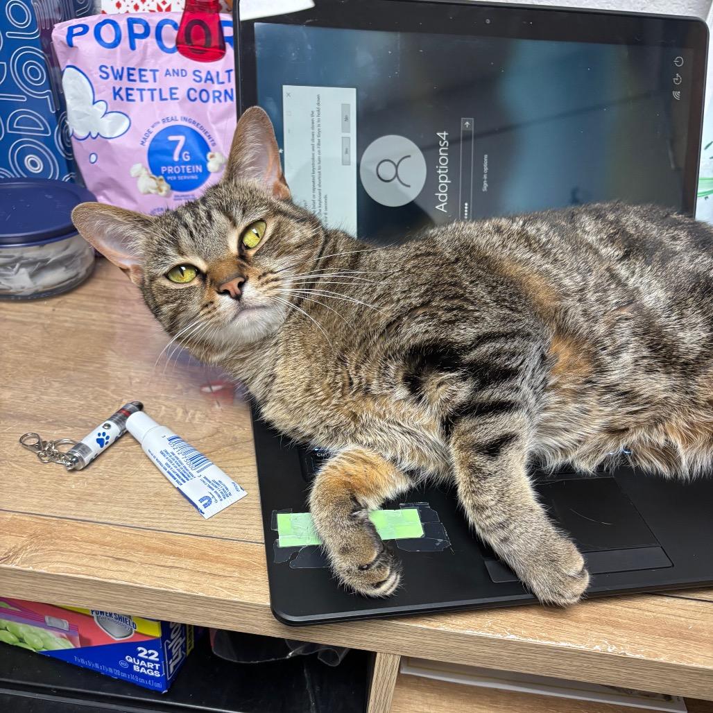 Toast, a Adoptable Domestic Short Hair in Evansville, IN image 6/6