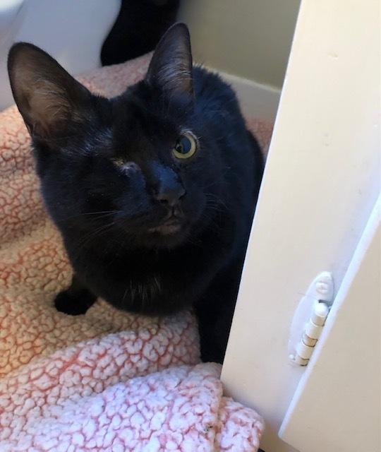 PIPER - need to be adopted with sister Callie, Adoptable, Adult Female Domestic Short Hair.