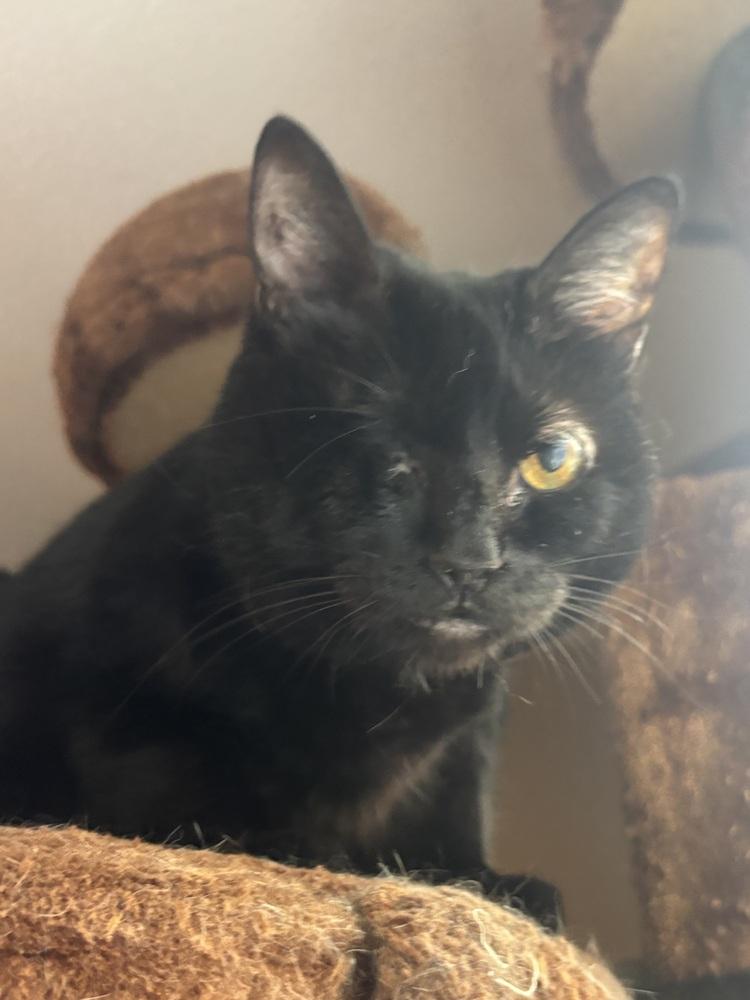 Enlarge PIPER - need to be adopted with sister Callie, a Adoptable Domestic Short Hair in Burlington, NC image 2/2