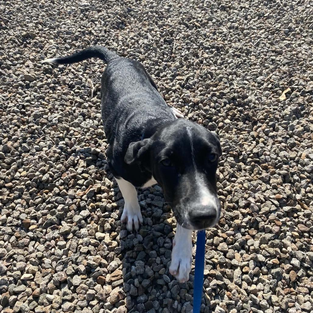 peach, Adoptable, Puppy Female Beagle & Mixed Breed.