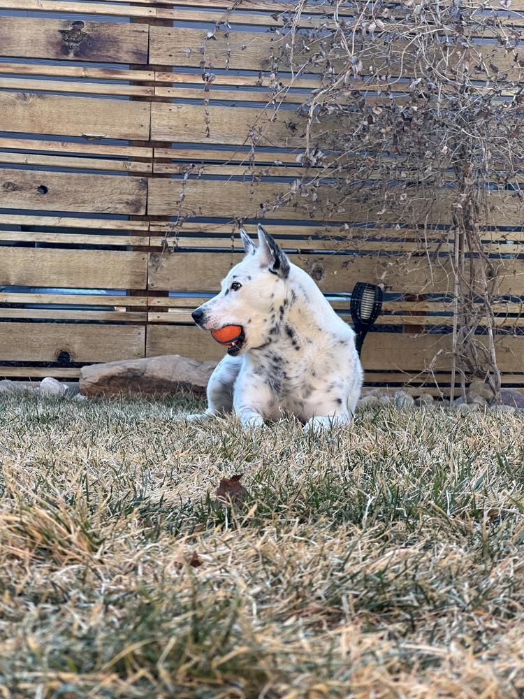 Effie, Adoptable, Adult Female Cattle Dog.
