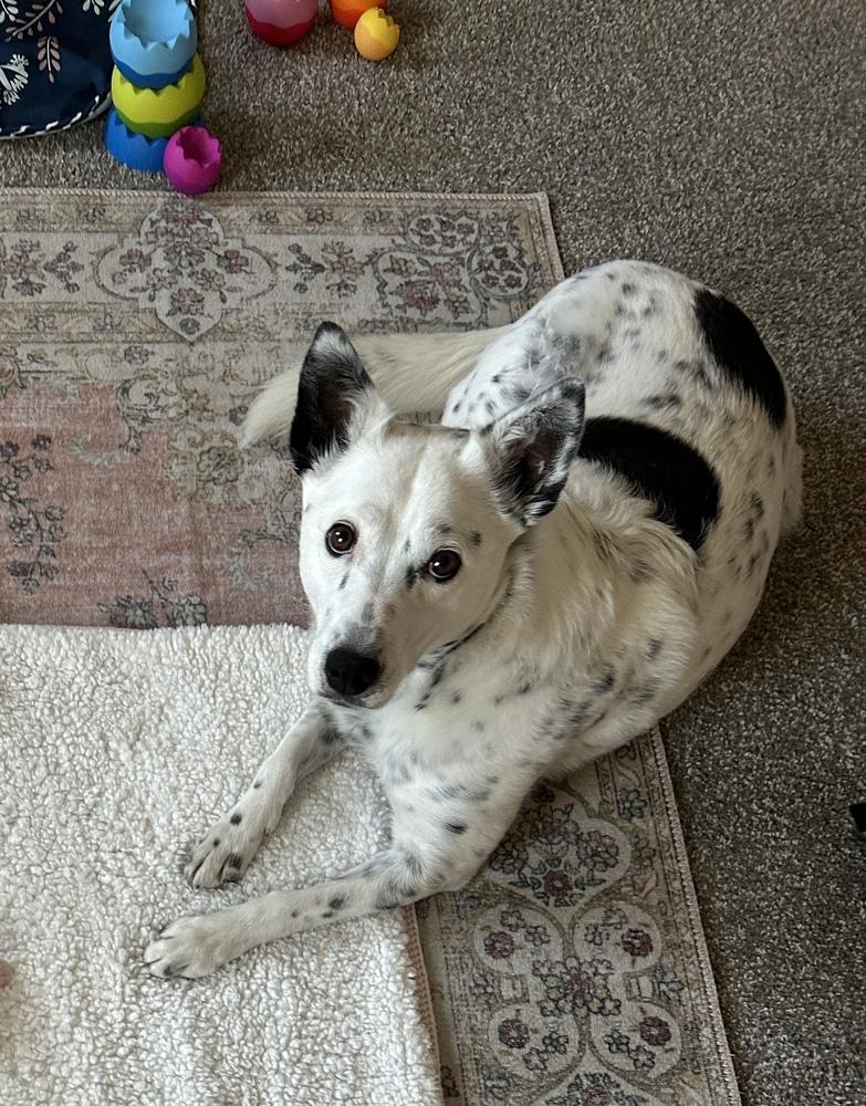 Effie, a Adoptable Cattle Dog in Denver, CO image 2/6