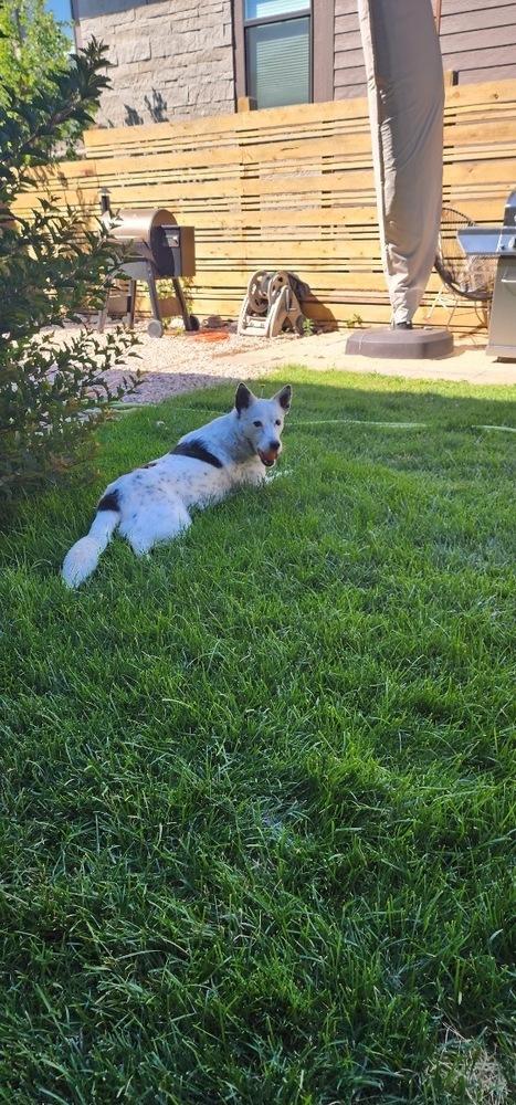 Effie, a Adoptable Cattle Dog in Denver, CO image 3/6
