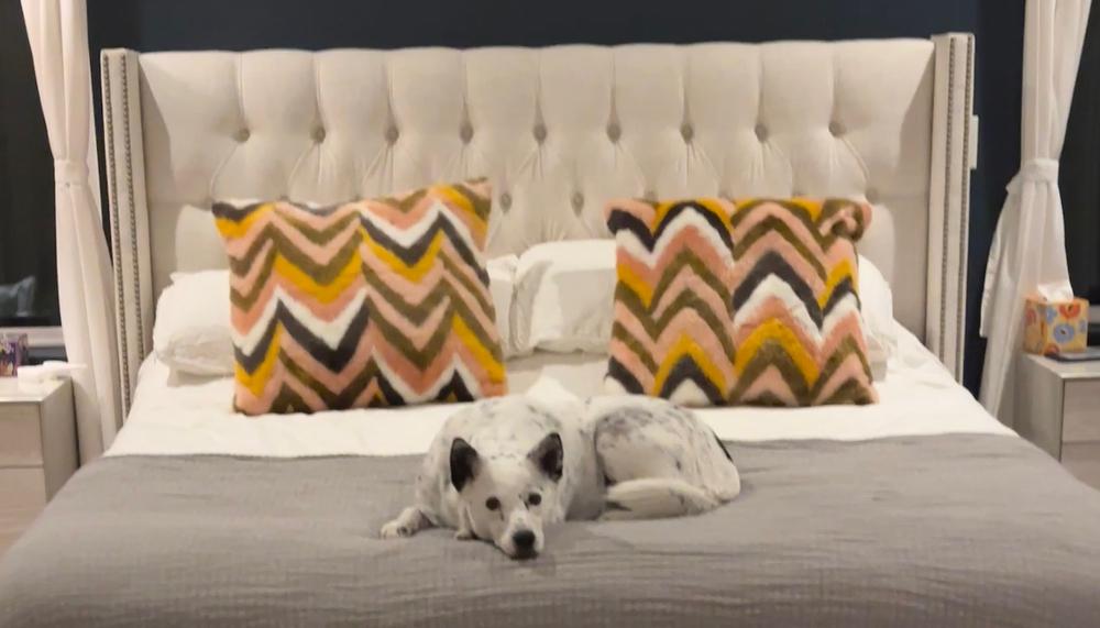 Effie, a Adoptable Cattle Dog in Denver, CO image 4/6