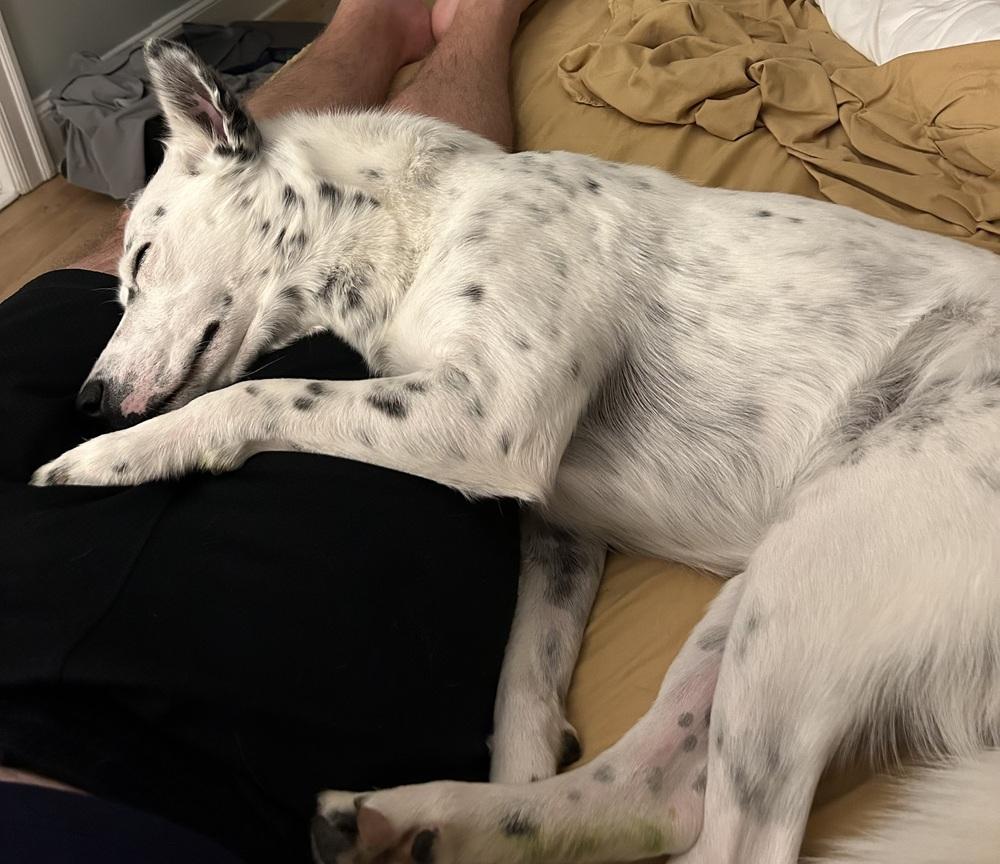 Effie, a Adoptable Cattle Dog in Denver, CO image 5/6