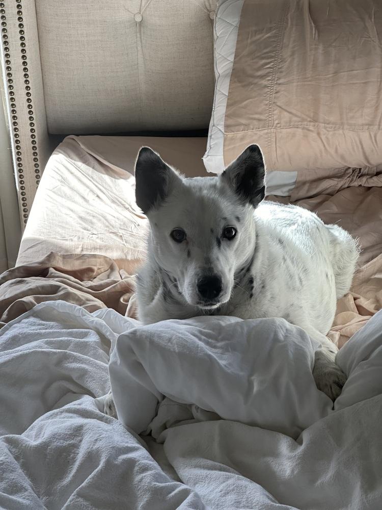 Effie, a Adoptable Cattle Dog in Denver, CO image 6/6