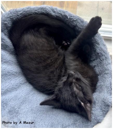 Dion, a Adoptable Domestic Short Hair in Oak Ridge, TN image 1/3