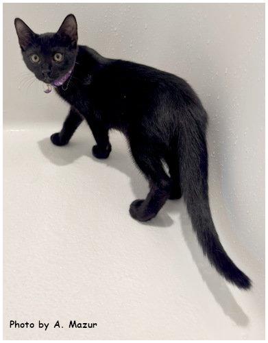 Dion, a Adoptable Domestic Short Hair in Oak Ridge, TN image 2/3