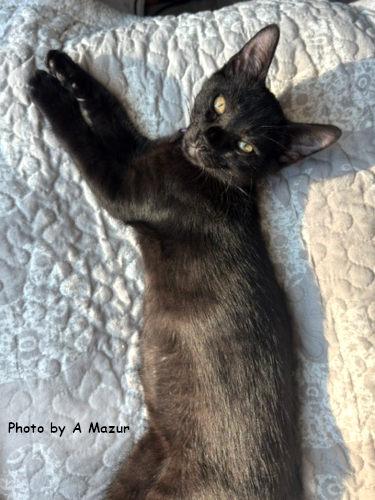 Dion, a Adoptable Domestic Short Hair in Oak Ridge, TN image 3/3
