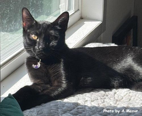 Dion, a Adoptable Domestic Short Hair in Oak Ridge, TN image 3/3