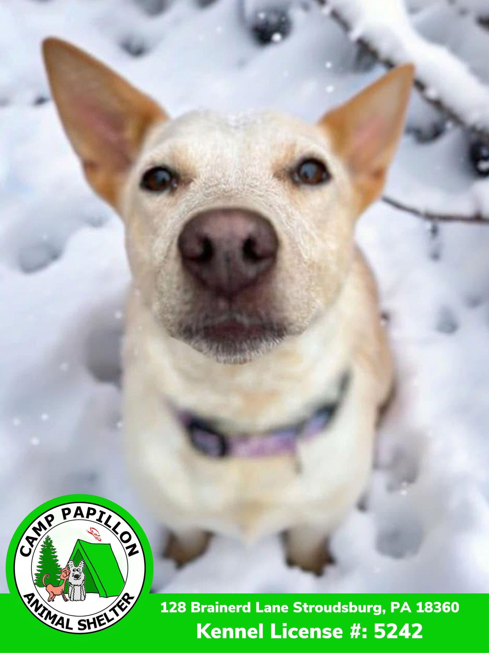 Enlarge Elsa, a Adoptable Australian Cattle Dog / Blue Heeler in Stroudsburg, PA image 1/3