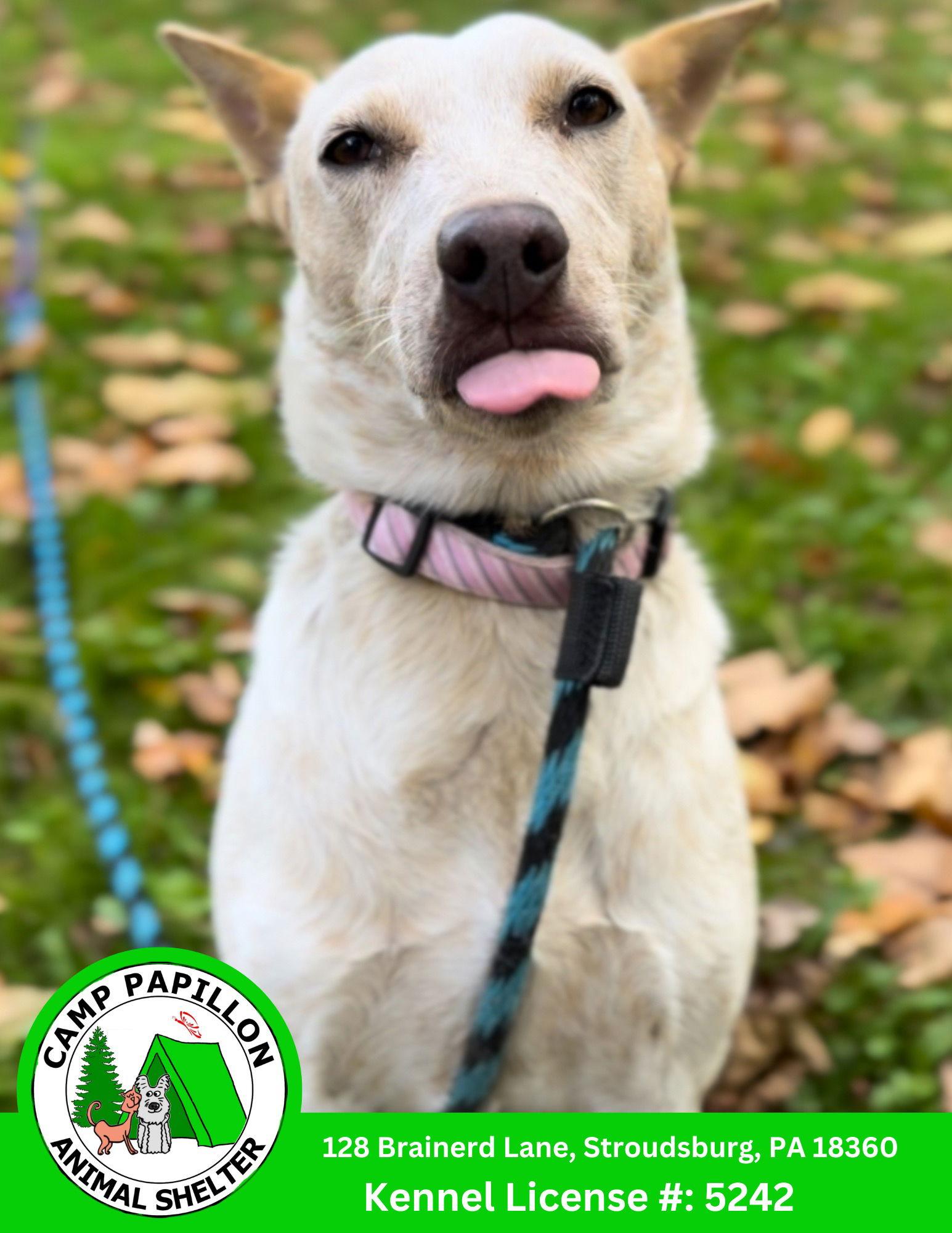 Enlarge Elsa, a Adoptable Australian Cattle Dog / Blue Heeler in Stroudsburg, PA image 2/3