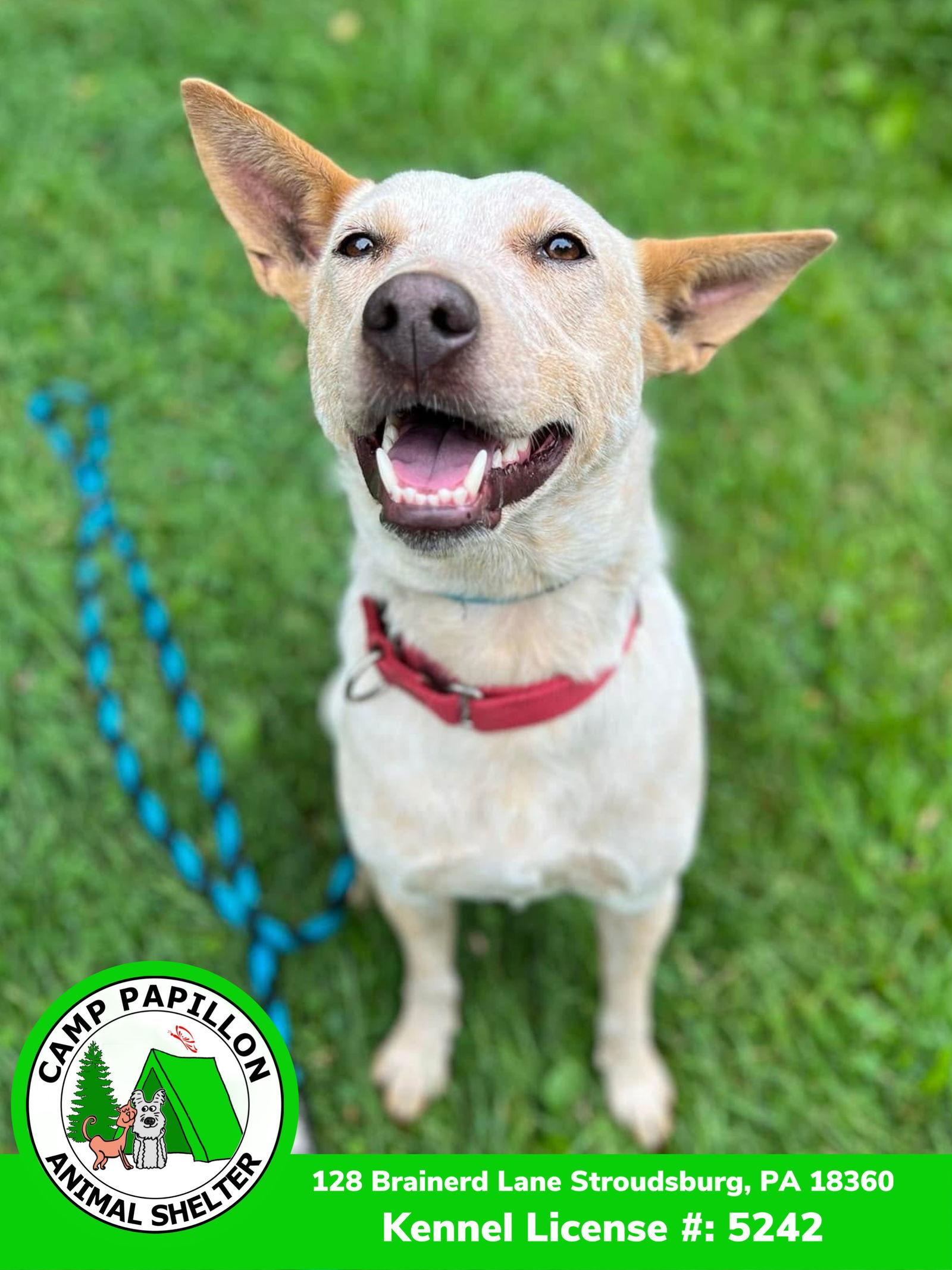 Elsa, Adoptable, Young Female Australian Cattle Dog / Blue Heeler.