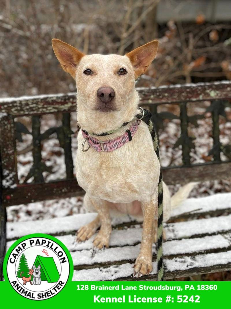 Enlarge Elsa, a Adoptable Australian Cattle Dog / Blue Heeler in Stroudsburg, PA image 2/3