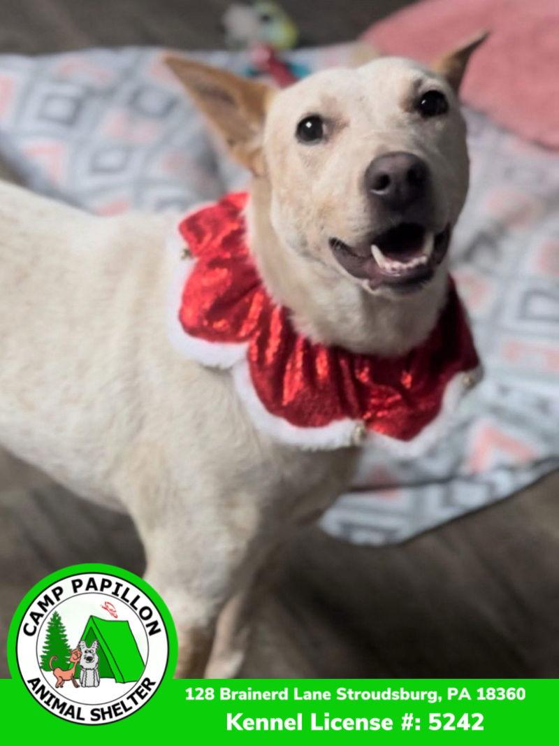 Enlarge Elsa, a Adoptable Australian Cattle Dog / Blue Heeler in Stroudsburg, PA image 3/3