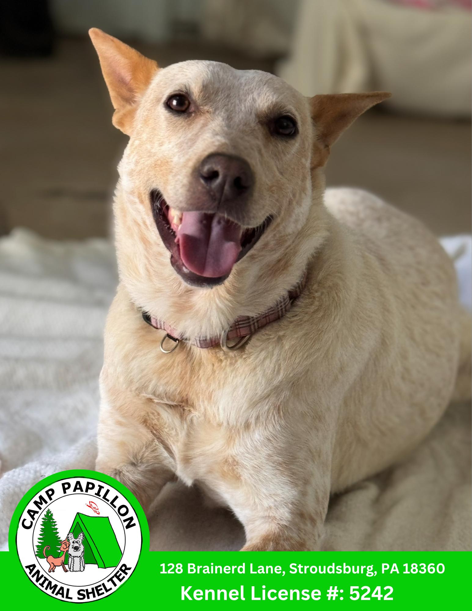 Enlarge Elsa, a Adoptable Australian Cattle Dog / Blue Heeler in Stroudsburg, PA image 3/3