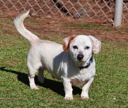 Enlarge Benji (aka Letasty), an adopted Mixed Breed in Athens, GA image 3/3