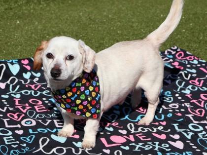 Enlarge Benji (aka Letasty), an adopted Mixed Breed in Athens, GA image 2/3