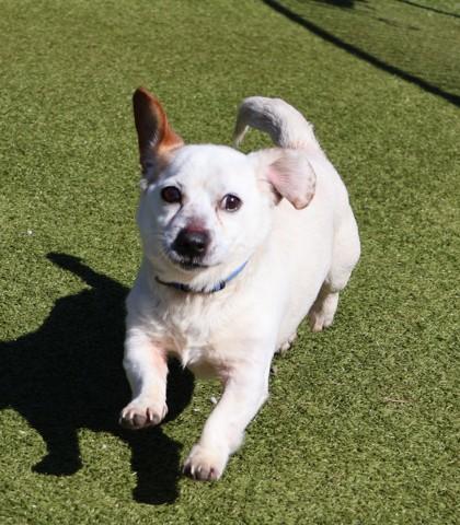 Enlarge Benji (aka Letasty), an adopted Mixed Breed in Athens, GA image 1/3