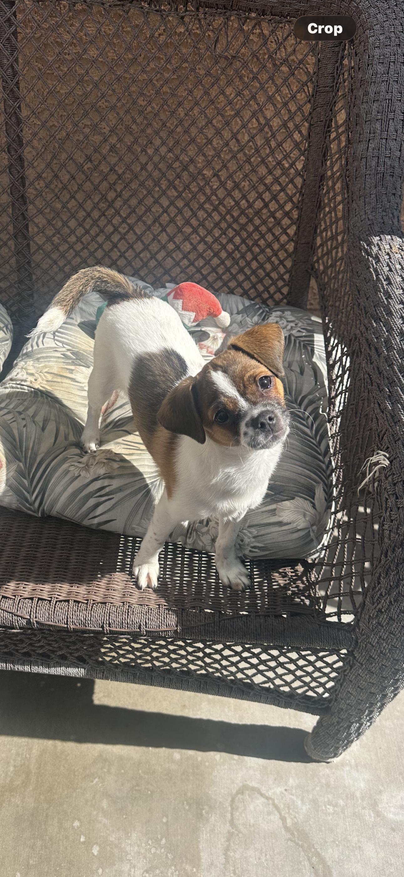Tulip, ADOPTABLE, Puppy Female Miniature Poodle & Jack Russell Terrier.
